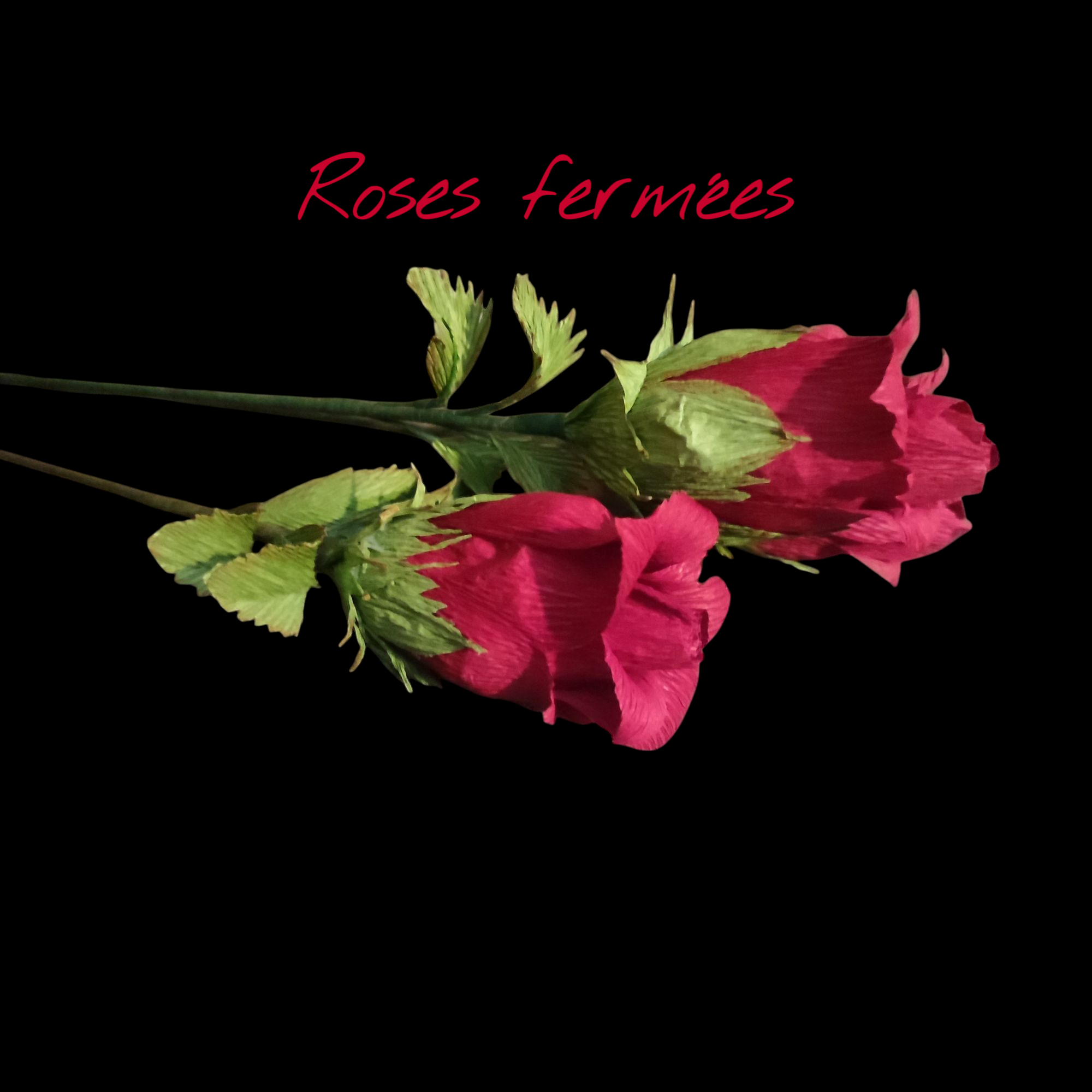 IMG_20240224_160215_592 (1)