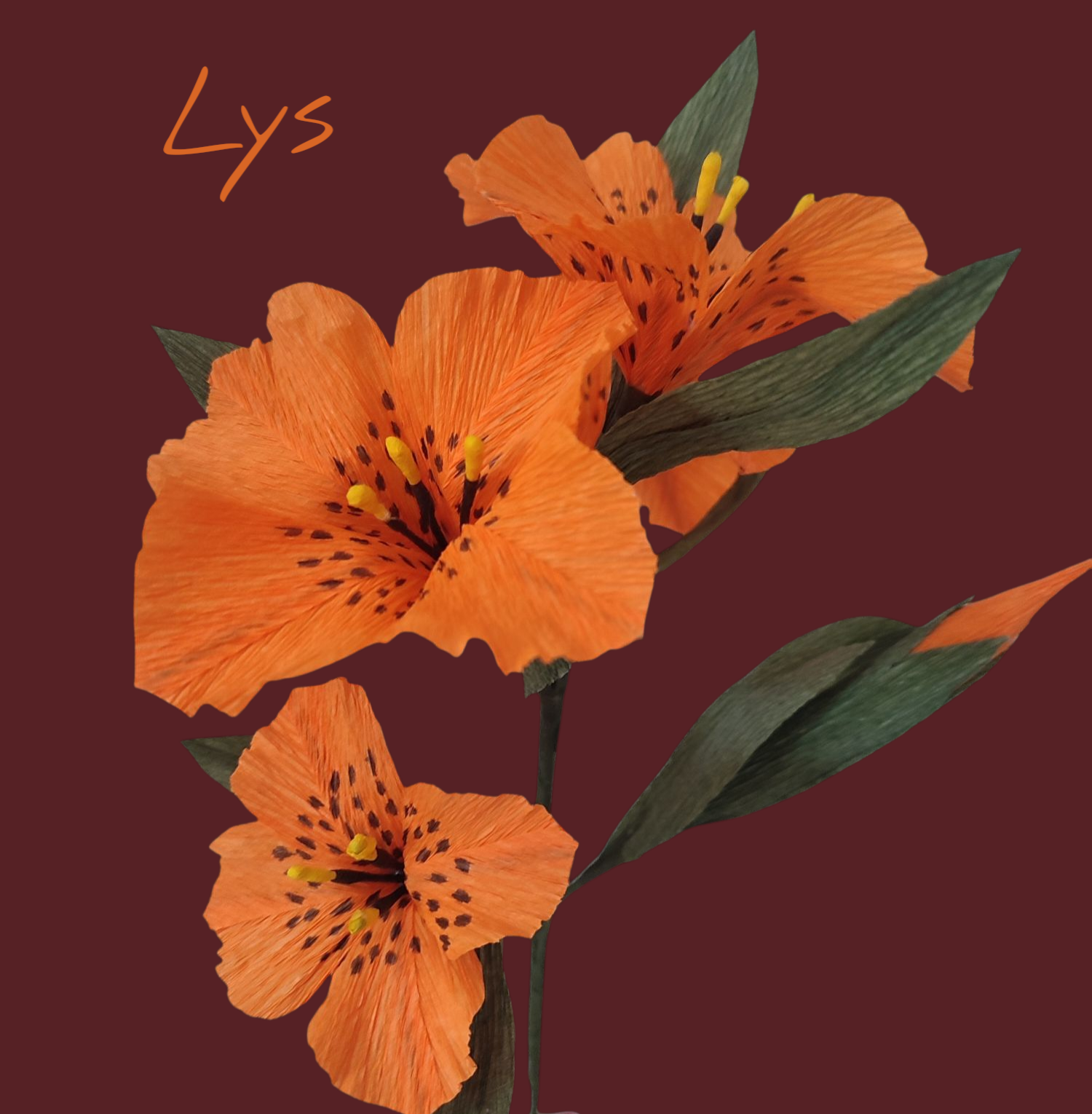 Photoroom-20250307_210306 (1)